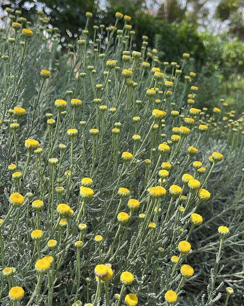 Lavender Cotton 