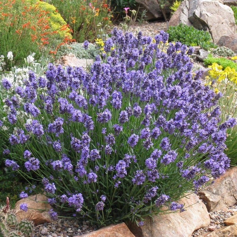 Lavender Delivers Timeless Beauty That Handles Heat And Neglect Easily