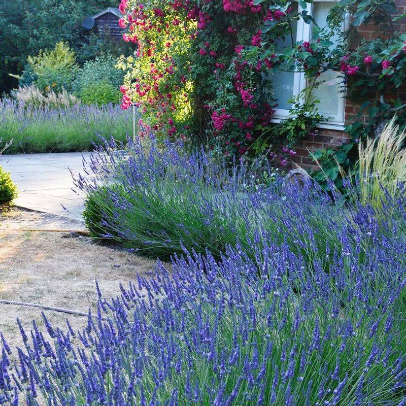 Lavender Hedges Keep Looking Neat With Less Trimming
