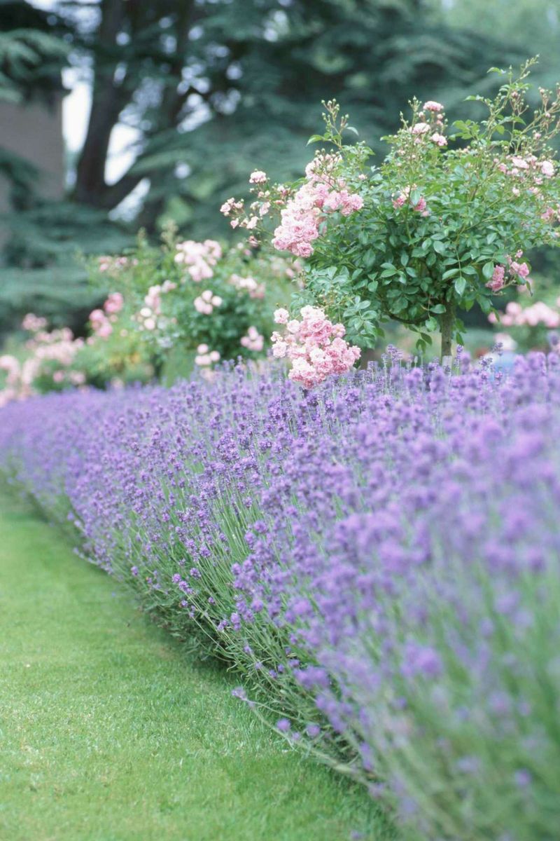 Lavender Hedges Make Sunny Borders Look More Polished
