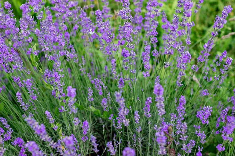 Lavender Is Pretty, Fragrant, And A Mosquito's Nightmare