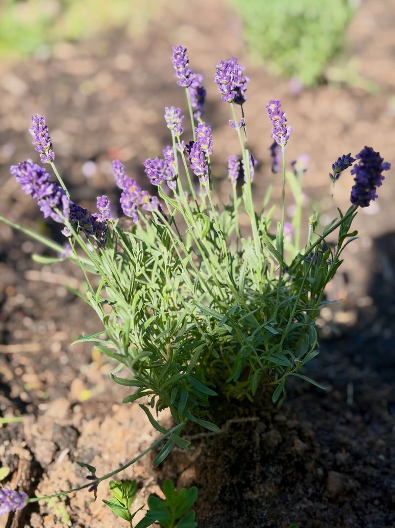 Lavender Keeps Sunny Borders Open, Dry, And Fragrant Lavender Keeps Sunny Borders Open, Dry, And Fragrant