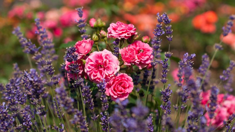 Lavender Keeps Sunny Rose Beds Fragrant And Well-Drained