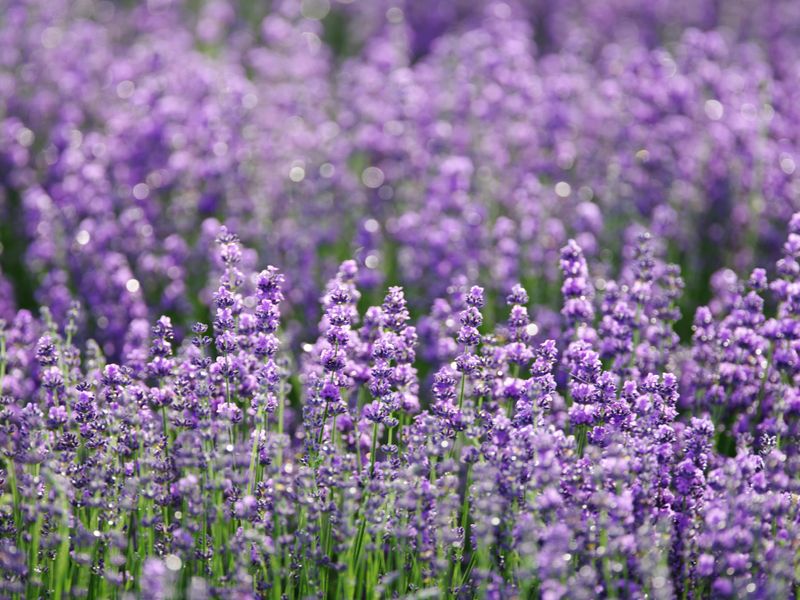 Lavender (Lavandula Angustifolia) Lavender (Lavandula Angustifolia)