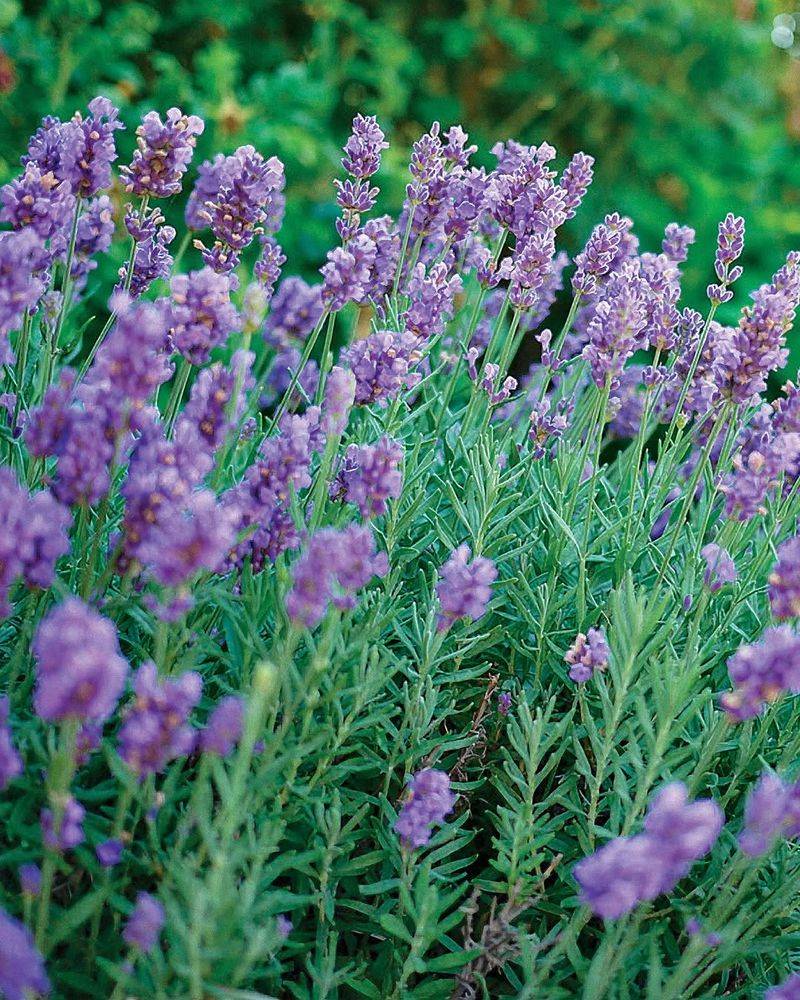 Lavender (Lavandula angustifolia)