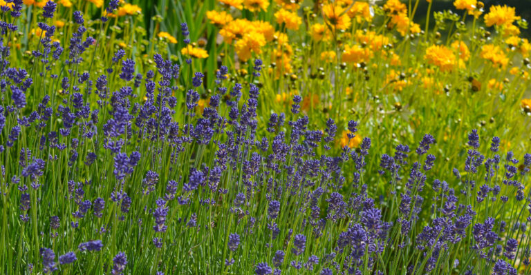 © Image Credit: Josie Elias / Shutterstock