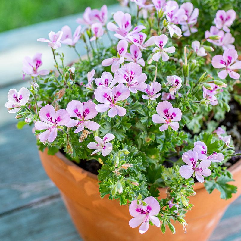 Scented Geranium Stays Fresh With Pinching And Sun