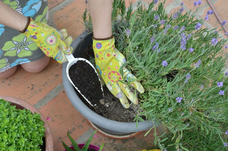 Lavender Needs Very Little Fertilizer
