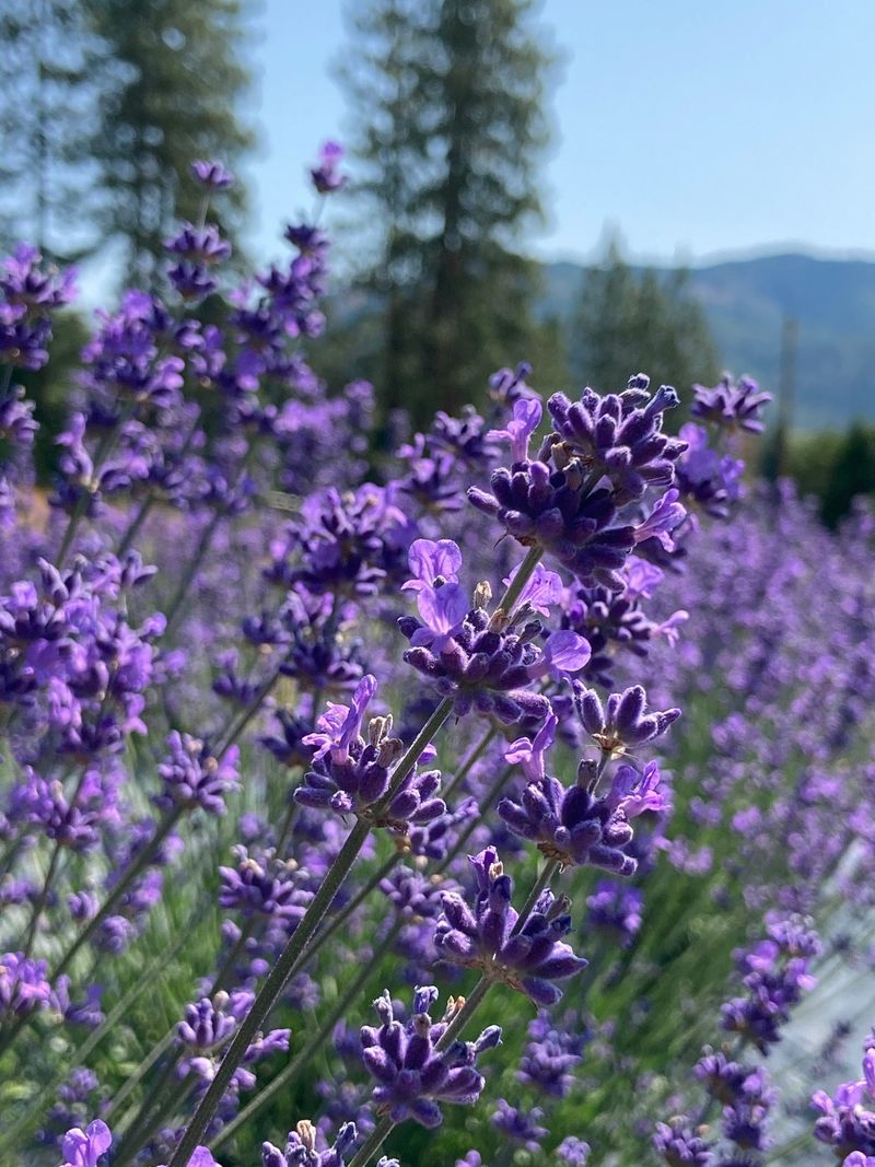 Lavender Returns Beautifully In The Right Spot