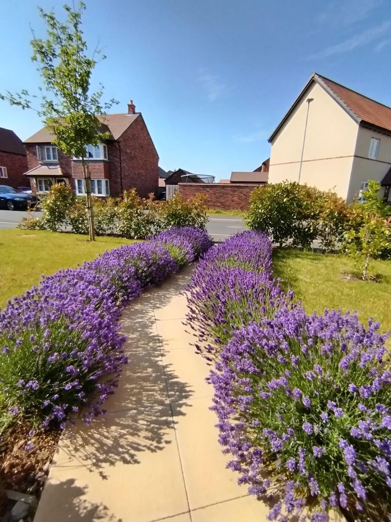 Lavender Sends Strong Scent Through Sunny Borders