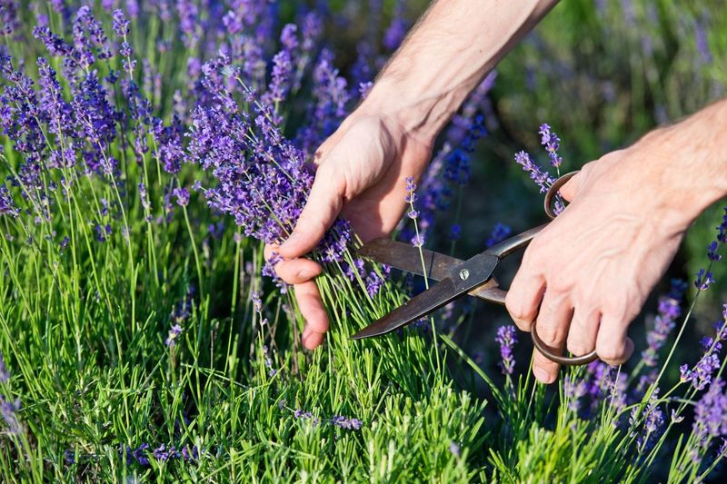 Lavender Stays Tidier And Flowers Longer With A Shear