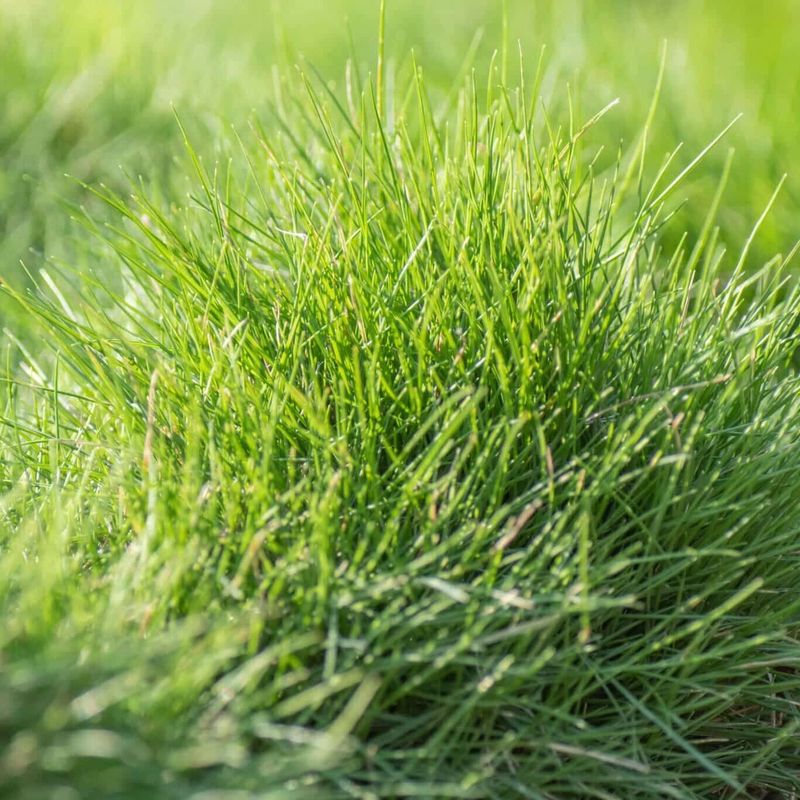 Lawn Fescue