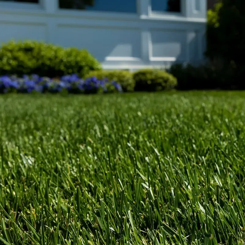Lawn Grass Competes More Than It Helps