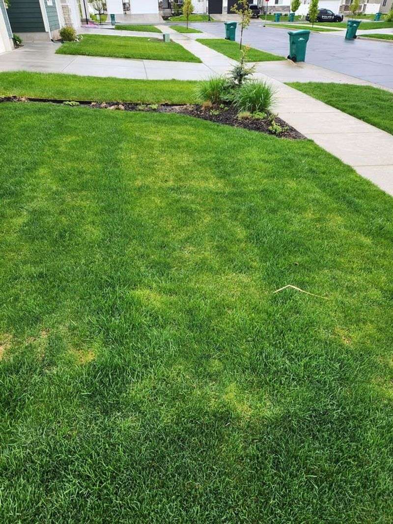 Lawns Can Look Uneven