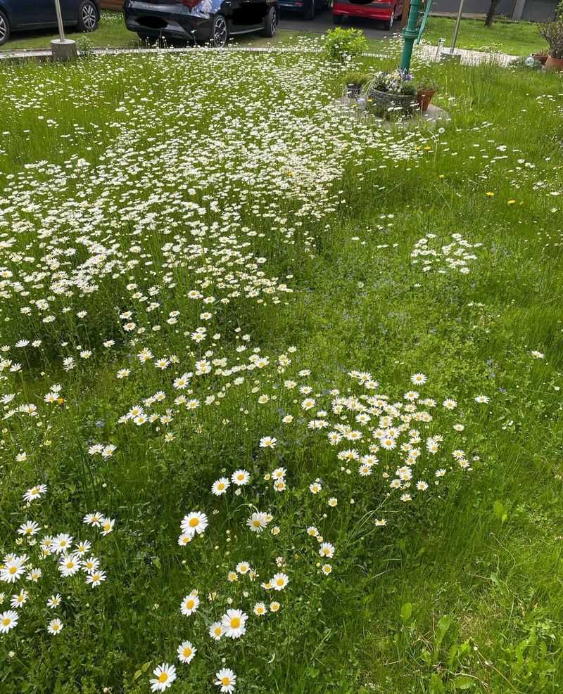Lawns May Look Messier