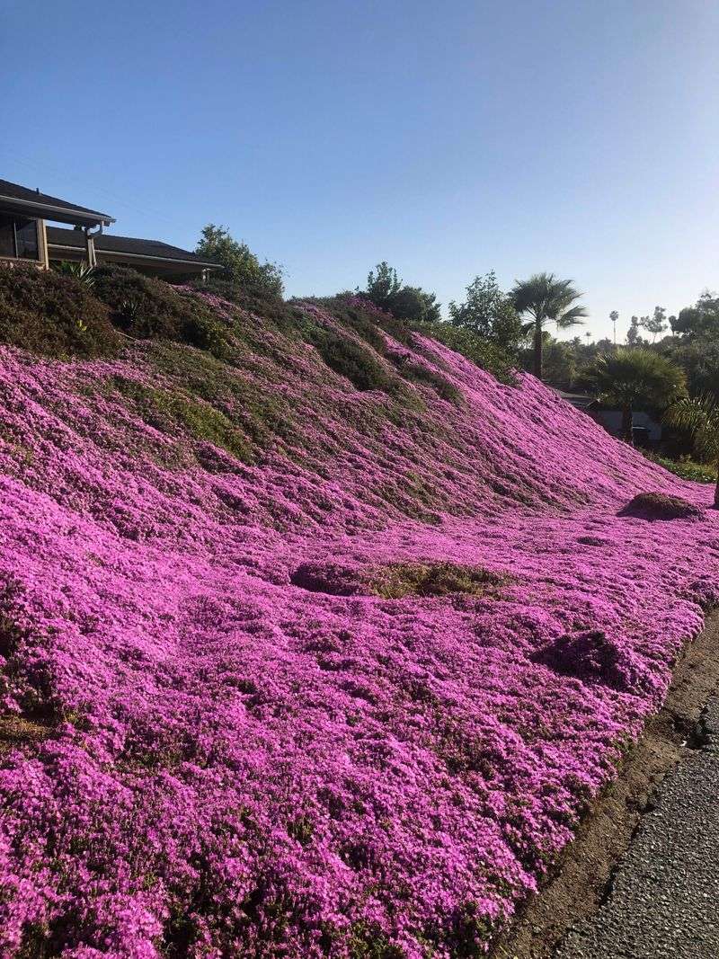Layer Groundcovers For A Lush Carpet Effect
