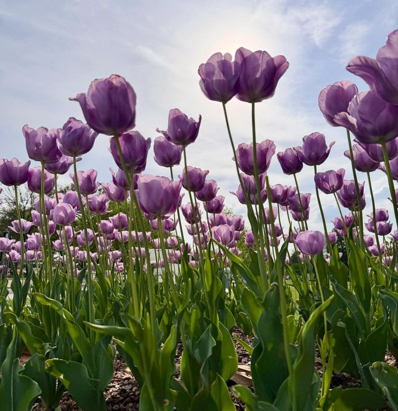 Layer Lavender Crocus Beneath Pale Pink Tulips Layer Lavender Crocus Beneath Pale Pink Tulips