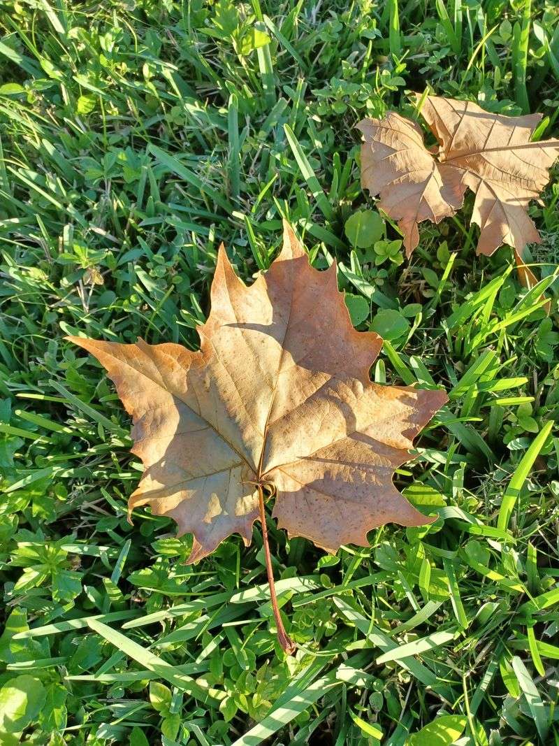 Leaf Drop Can Be Heavy In Certain Seasons
