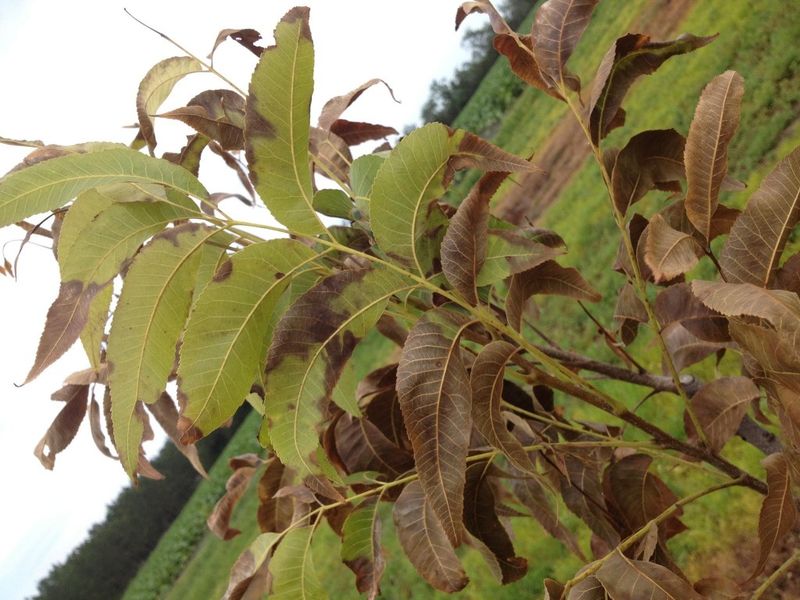 Leaf Edges Begin To Brown Or Scorch