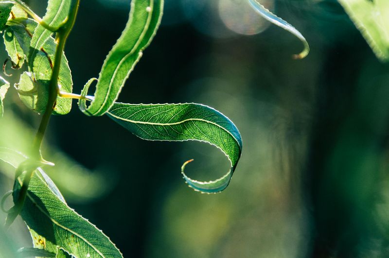 Leaf Edges Curl Or Develop Crispy Tips