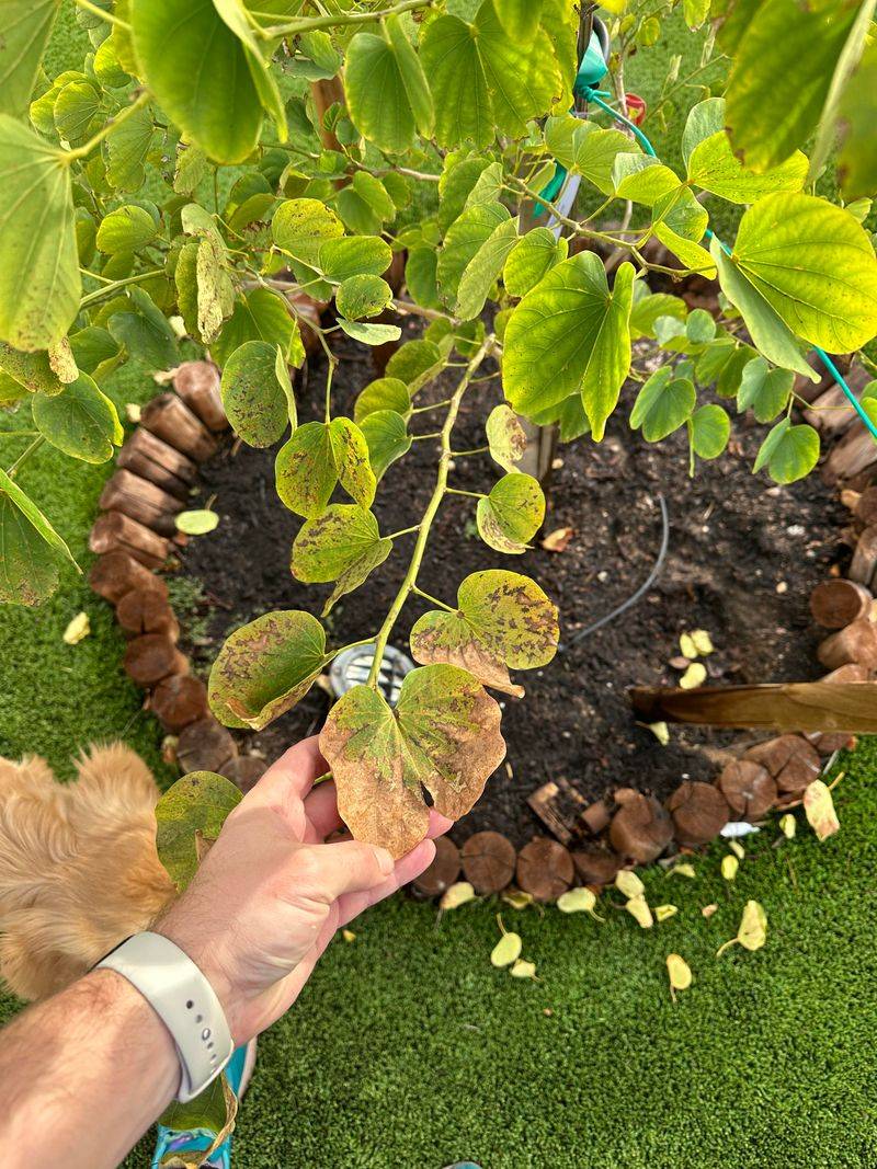 Leaf Edges May Turn Brown Leaf Edges May Turn Brown