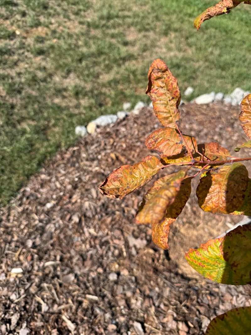 Leaf Edges Turning Brown Or Crispy