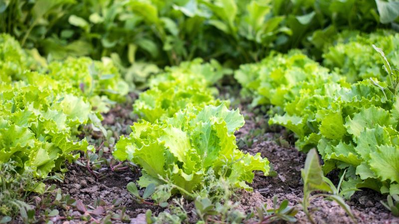 Leaf Lettuce