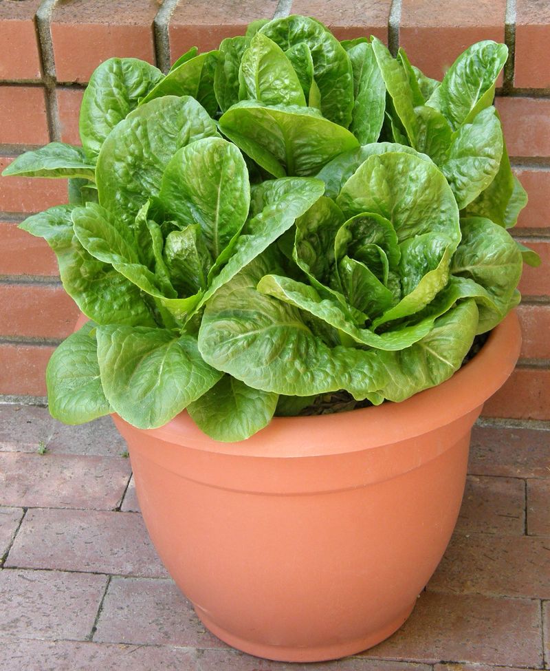 Leaf Lettuce