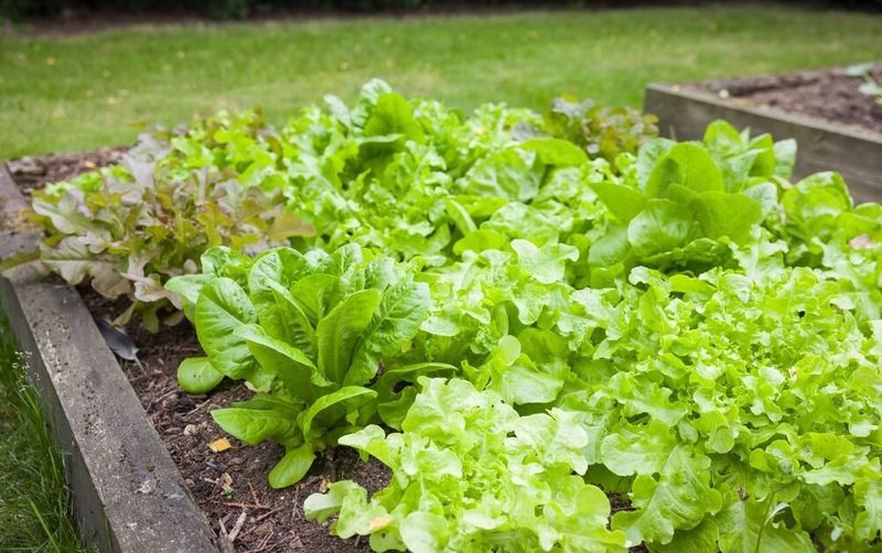 Leaf Lettuce Brings Fast Fresh Picking