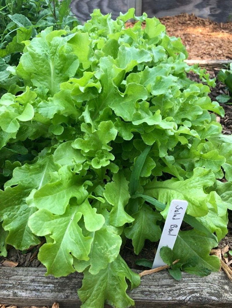 Leaf Lettuce Follows Close Behind