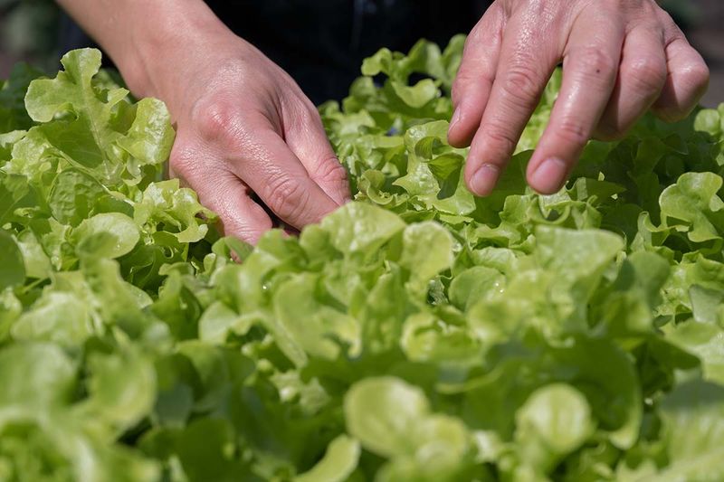 Leaf Lettuce Is Best Sown Before Heat Builds