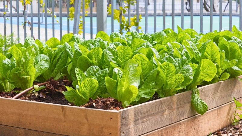 Leaf Lettuce (Lactuca sativa)