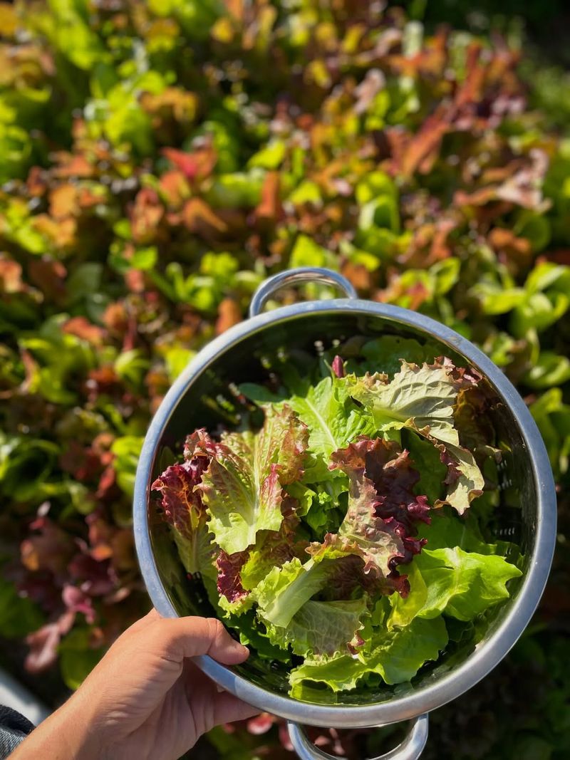 Leaf Lettuce Produces Quickly During Mild Spring Weather Leaf Lettuce Produces Quickly During Mild Spring Weather