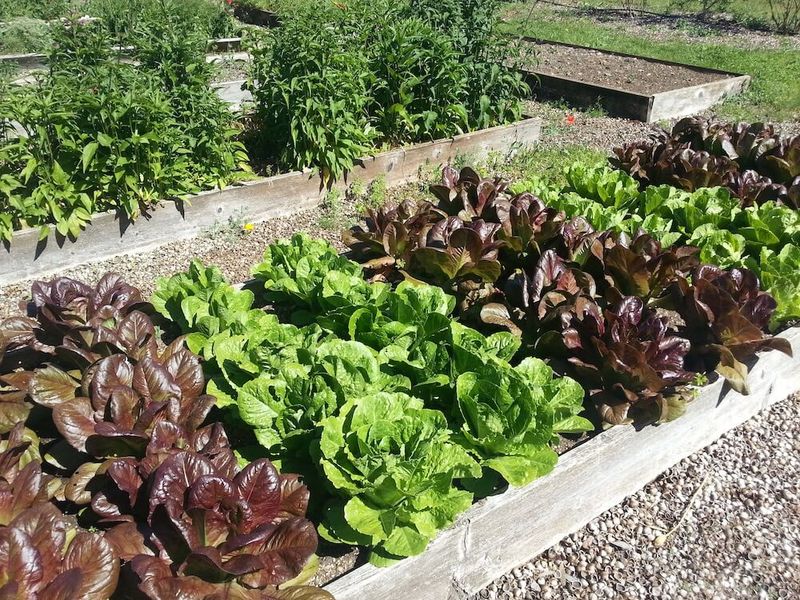 Leaf Lettuce