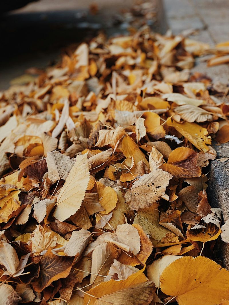 Leaf Litter And Debris Piles Create Hidden Tick Zones
