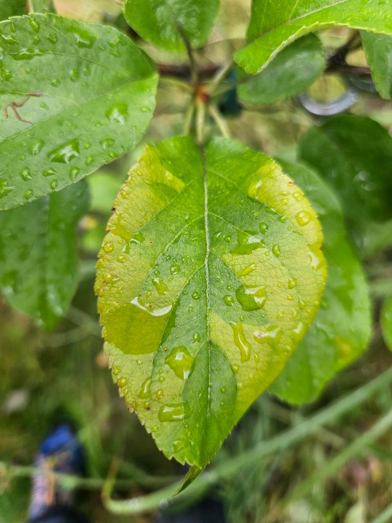 Leafhoppers Leave Specks, Stippling, And Honeydew Leafhoppers Leave Specks, Stippling, And Honeydew