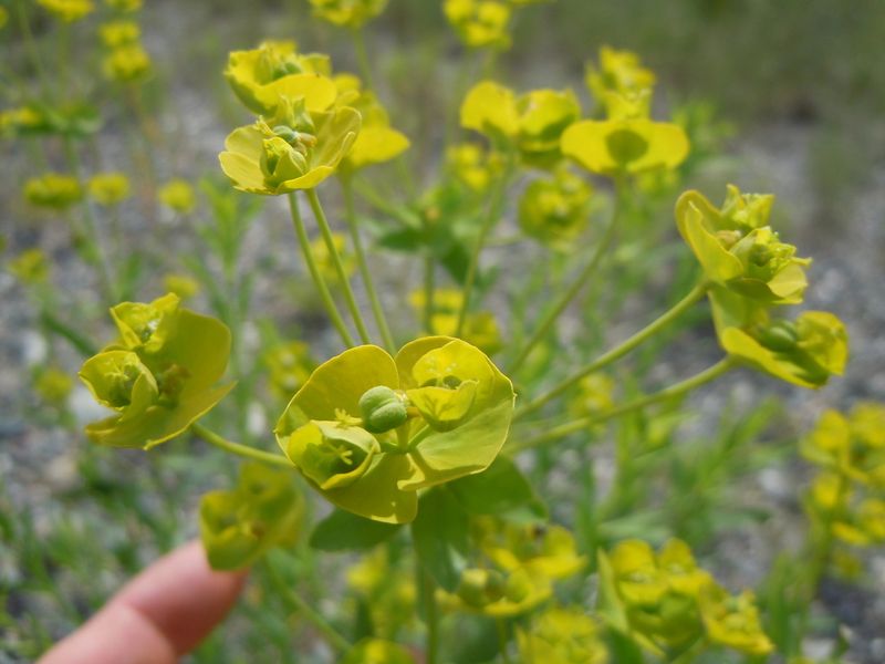 Leafy Spurge Is Hard To Remove Once It Settles In