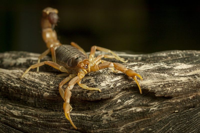 Leaky Water Sources Attract Scorpion Prey