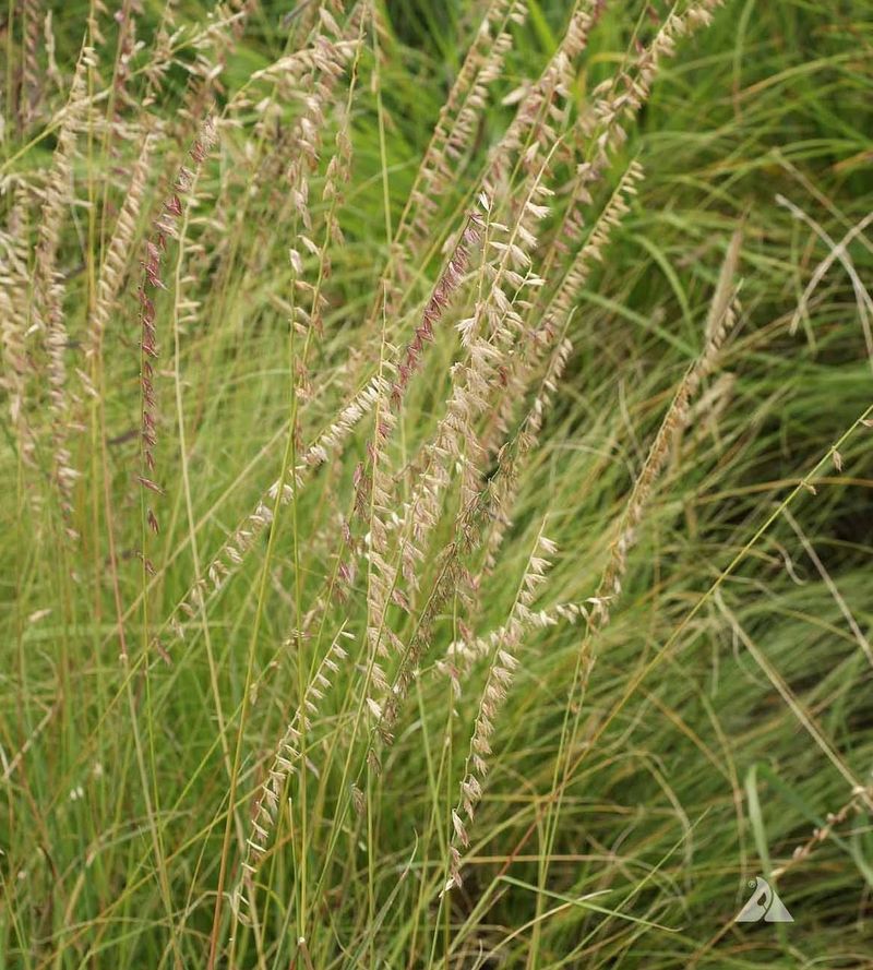 Lean On Native Grasses For Movement Lean On Native Grasses For Movement