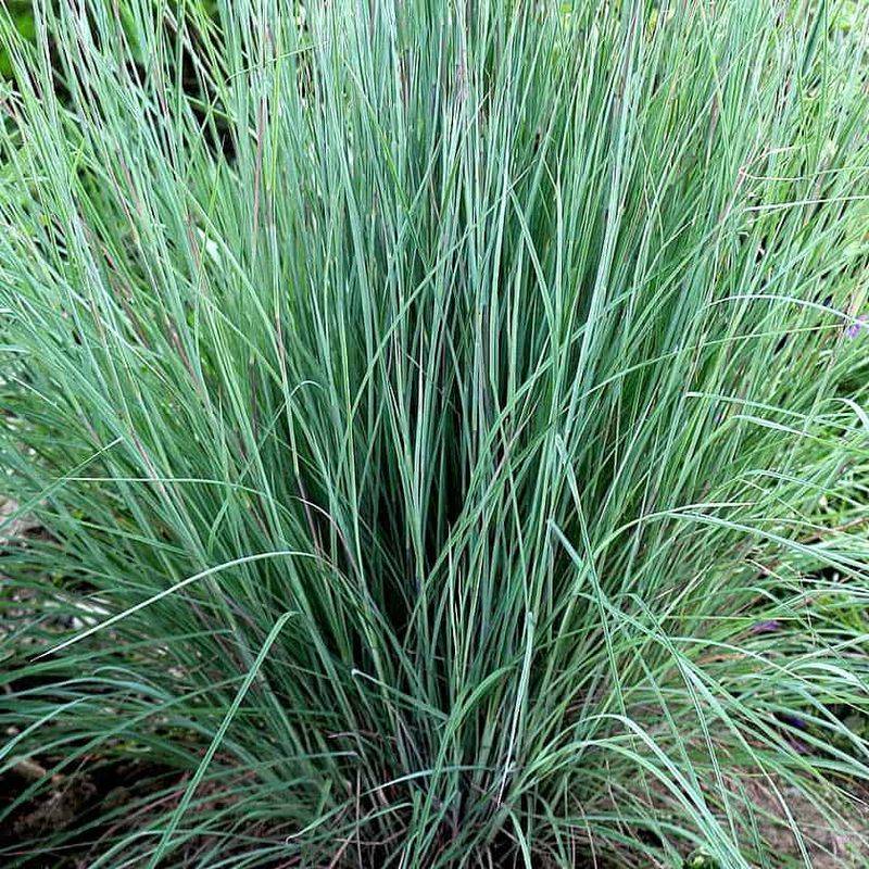Lean Soil Is Where Little Bluestem Truly Shines