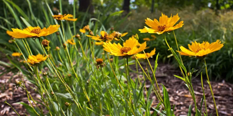 Lean, Well-Drained Soil Keeps Growth Sturdy
