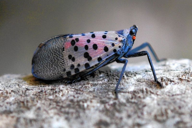 Learn What Egg Masses, Nymphs, And Adults Look Like