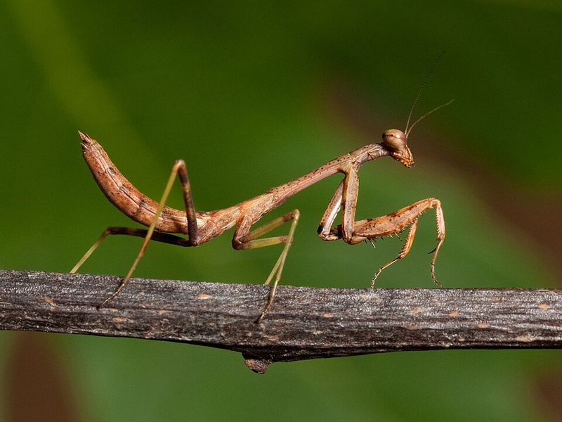 Learn Which Florida Mantises Are Native And Nonnative