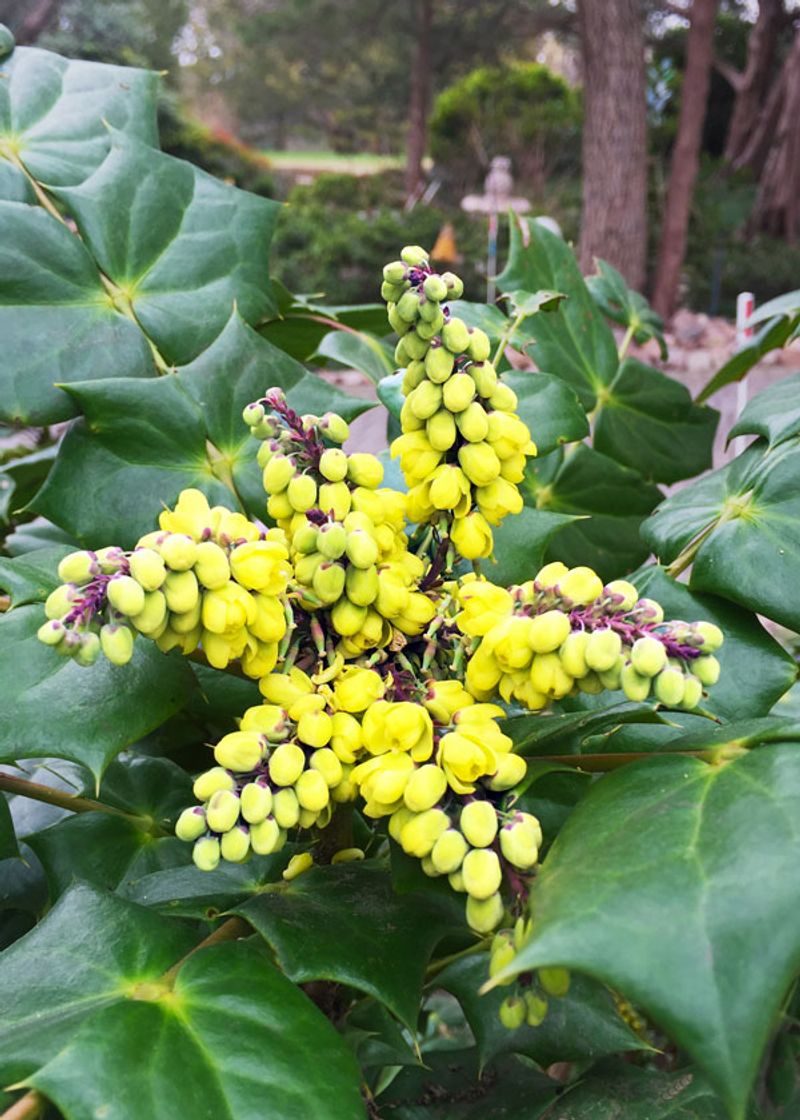 Leatherleaf Mahonia Is Escaping Older Southern Landscapes