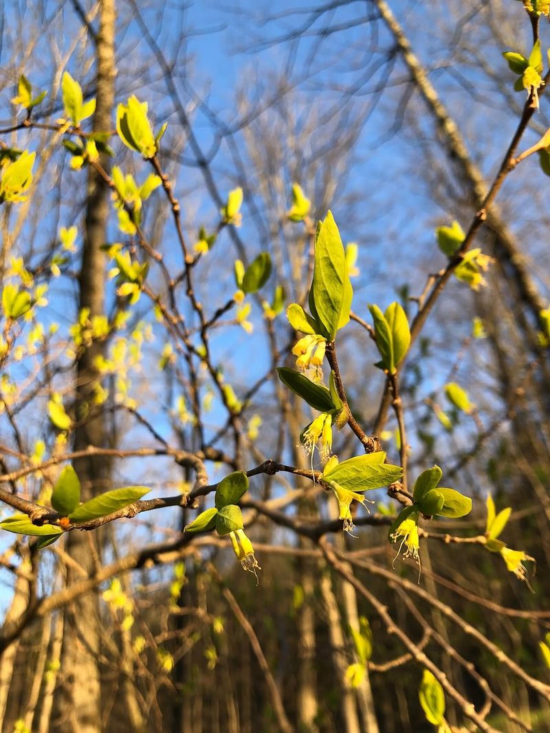 Leatherwood (Dirca Palustris)