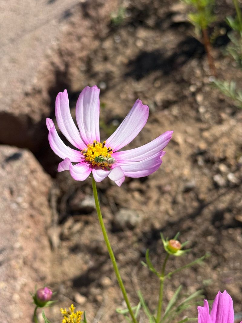 Leave A Few Blooms Standing For Pollinators First
