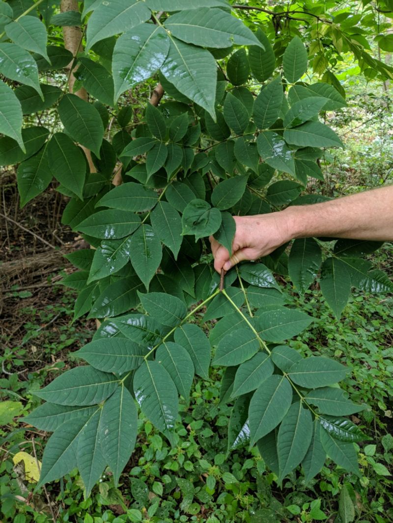Leave Amur Corktree Out Of The Landscape