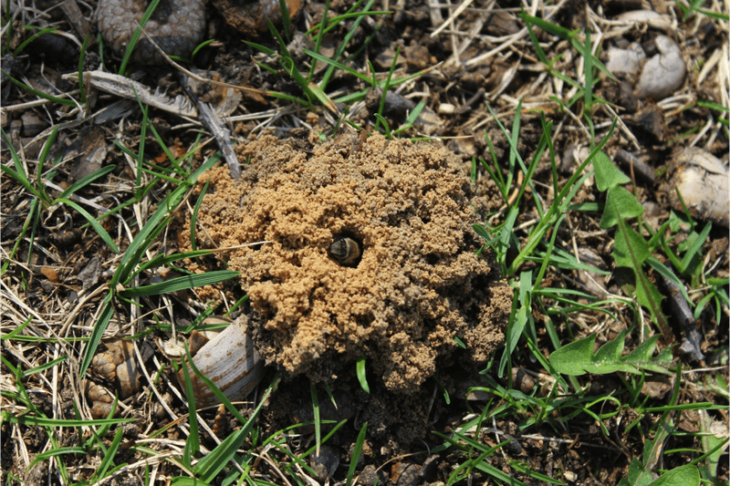 Leave Bare Soil For Ground Nesting Bees