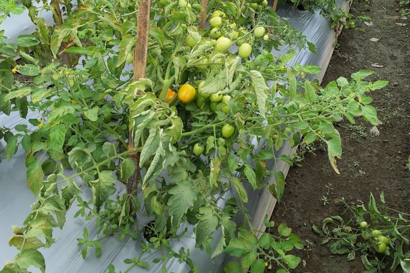 Leave Determinate Tomatoes Mostly Alone