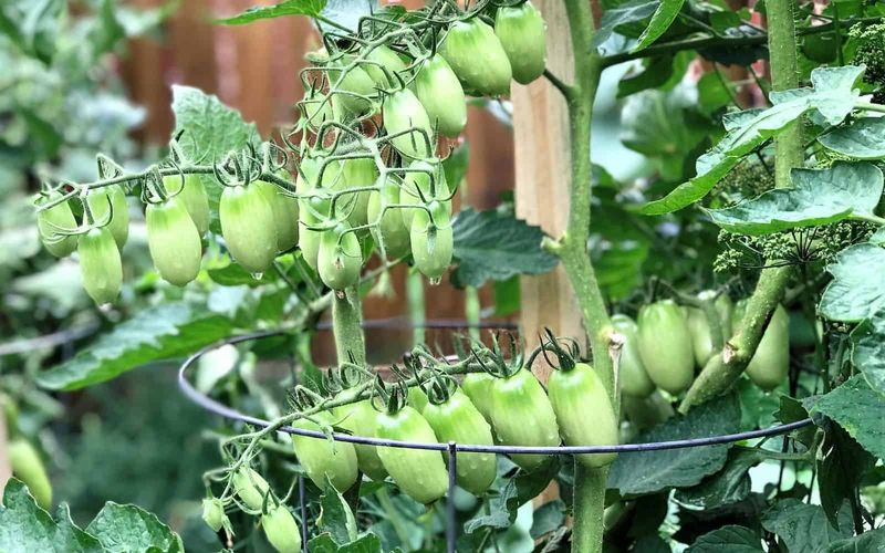 Leave Determinate Tomatoes To Finish Their Crop